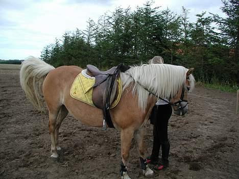 Haflinger Kimi billede 4