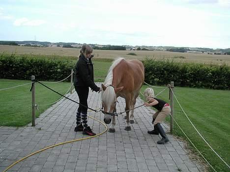Haflinger Kimi billede 5