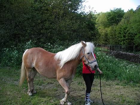 Haflinger Kimi billede 6
