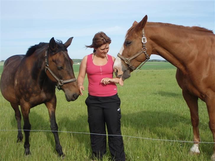 Dansk Varmblod Amazing Grace billede 11