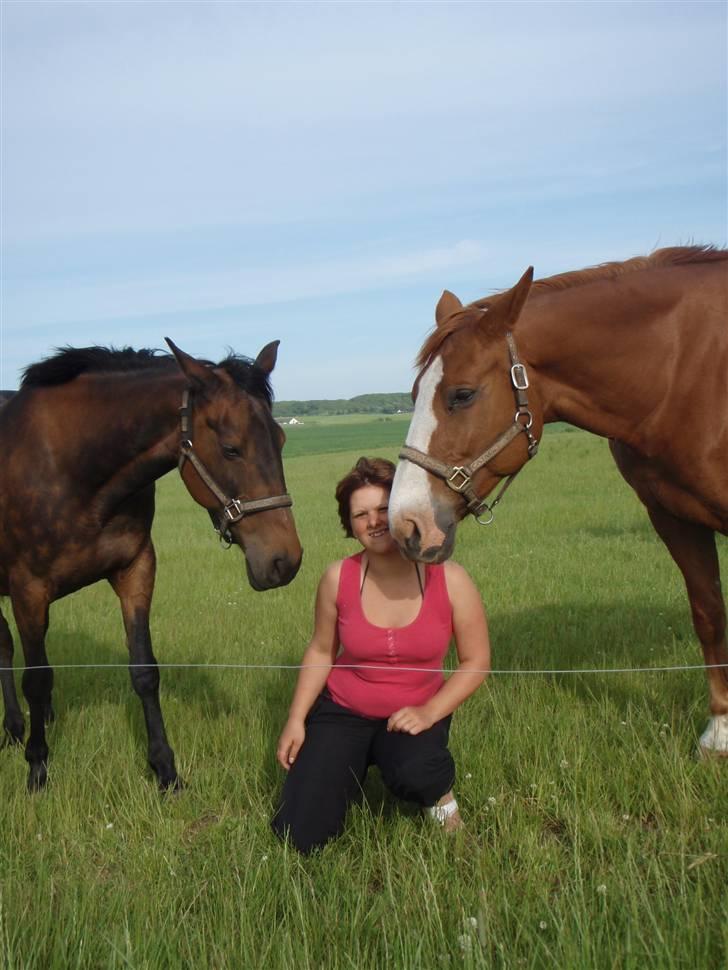 Dansk Varmblod Amazing Grace billede 12