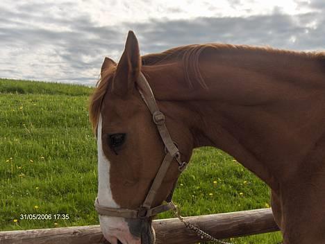 Dansk Varmblod Amazing Grace billede 13