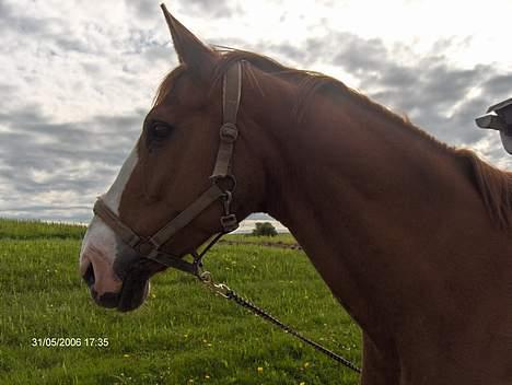 Dansk Varmblod Amazing Grace billede 14