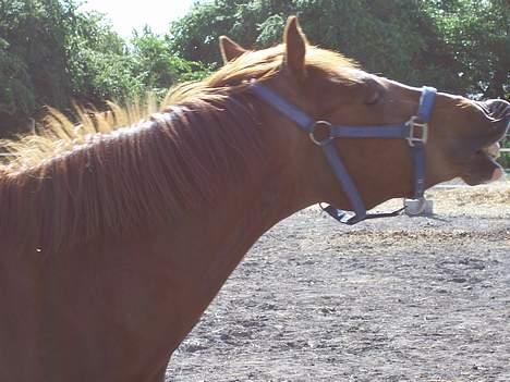 DSP Maglehøjs Micado R.I.P - Fjolle, fjolle :) billede 10