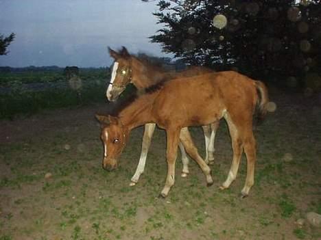 Dansk Varmblod Copinette  billede 11