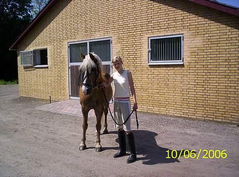 Tyroler Haflinger Molly *savnet <3* - på vej til folden.. Hun har vidst fået øje på noget spændende.. nemlig diig.. hiih billede 2