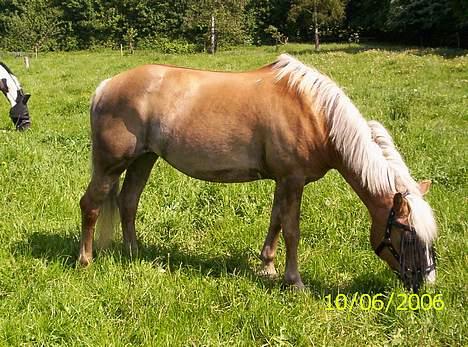 Tyroler Haflinger Molly *savnet <3* - folden billede 6