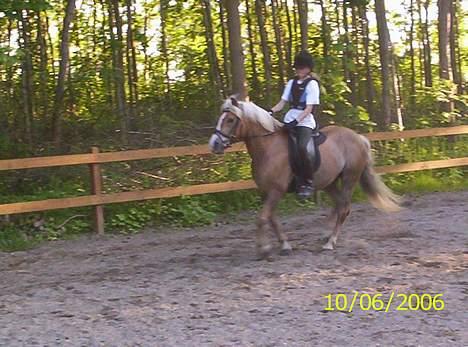 Tyroler Haflinger Molly *savnet <3* - jaah.. gallop?? hun skal helst ikke overanstrenge sig.. billede 7