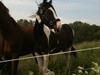 Pinto Take a chance himmelhest