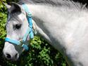 Welsh Pony af Cob-type (sec C) Stengaards Kahan *SOLGT*