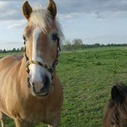 Tyroler Haflinger Bella Bionda af Rønhøj