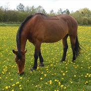 Trakehner Gaio R.I.P