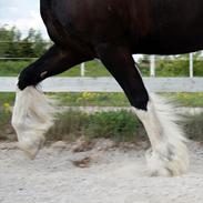 Irish Cob Mischa