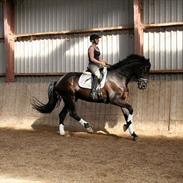 Dansk Varmblod Hacky Zack Firfod