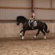 Dansk Varmblod Hacky Zack Firfod