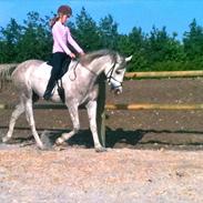 Arabisk fuldblod (OX) Thaliq Al-Bait (Tidligere hest)