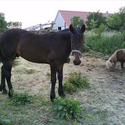 Anden særlig race Farao