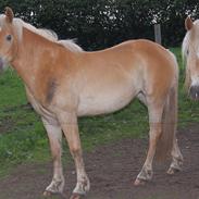 Haflinger Nordan's Wariella