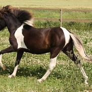 Islænder Depla fra STALD LINDSTRØM