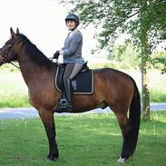 Oldenborg IL Dante af Mahmensborg 