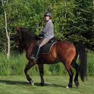 Oldenborg IL Dante af Mahmensborg 