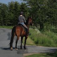 Oldenborg IL Dante af Mahmensborg 