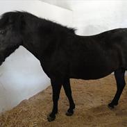 Islænder Sara fra gl. ladegaard