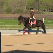 Islænder Sara fra gl. ladegaard