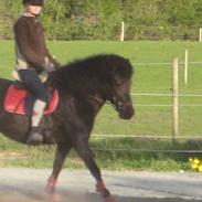 Islænder Sara fra gl. ladegaard