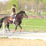 Islænder Sara fra gl. ladegaard