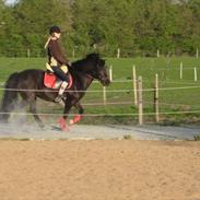 Islænder Sara fra gl. ladegaard