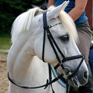 Anden særlig race Laban 