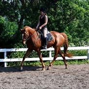 Dansk Varmblod Kærholms Loukiller * Himmelhest :'( *