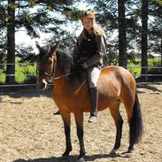 New Forest Kjølens Fennikel