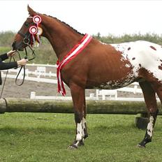 Knabstrupper Isaiiah Korsholm