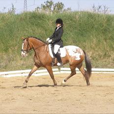 Knabstrupper Sanders Babe