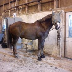 New Forest Hølkærs Red Oak aka Felix