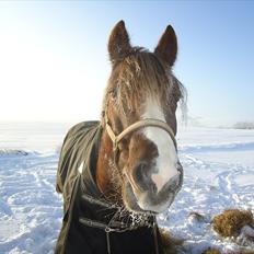 New Forest Hølkærs Red Oak aka Felix
