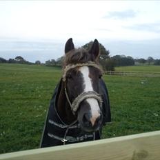 New Forest Hølkærs Red Oak aka Felix