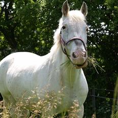 Knabstrupper Simone af lundegaard *MySoulMate! <3*