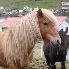 Færøsk hest Ljósi [Haft i pleje]