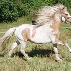 Welsh Mountain (sec A) Pinocchio 