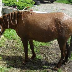 Anden særlig race Tøsen