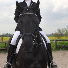 Dansk Varmblod Sahra- Må du hvile i fred