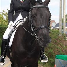 Dansk Varmblod Sahra- Må du hvile i fred