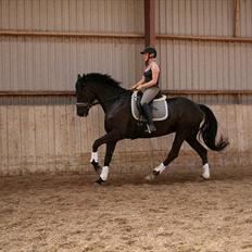 Dansk Varmblod Hacky Zack Firfod