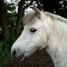 Anden særlig race Hygums Kiki