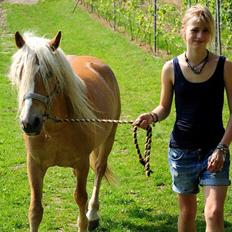 Haflinger Fiona