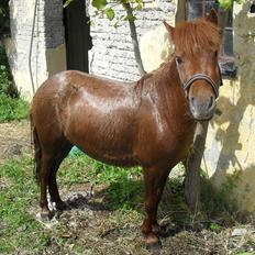 Anden særlig race Tøsen