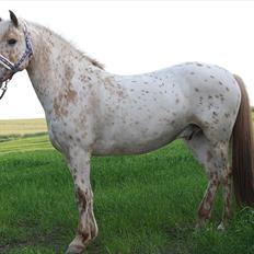 Knabstrupper Charlie